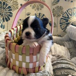 Gemma - Black and white female Chihuahua puppy in Red Bluff, California from Aye Chihuahua
