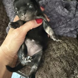 AKC girl 3 - Black and tan female Chihuahua puppy in Anoka, Minnesota from Anoka County MN AKC Chihuahuas