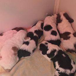 Cockapoo puppies from Onyx Cave Kennel