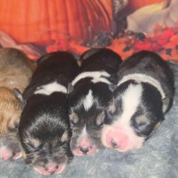 Noelle - Black and tan female Pembroke Welsh Corgi puppy in Tomball, Texas from Larsen Loved Corgis