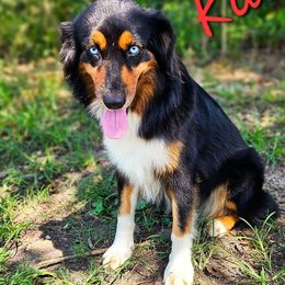 Karma - Australian Shepherd