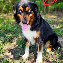 Karma - Australian Shepherd