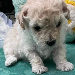 Aussiedoodle, Poodle, and Toy Australian Shepherd Puppies from Heartland Ranch