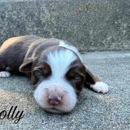 Dolly - Red tri female Miniature Australian Shepherd puppy in Sandy Hook, Kentucky from RidgeTop Aussies