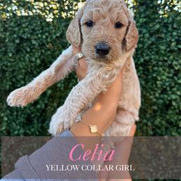 Celia - Apricot female Goldendoodle puppy in Miami, Florida from Kalidoodlee
