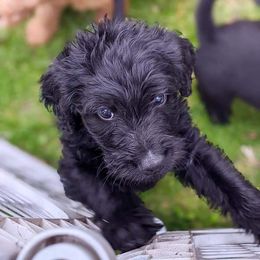 Labradoodle Puppies from Deuce's Doodles