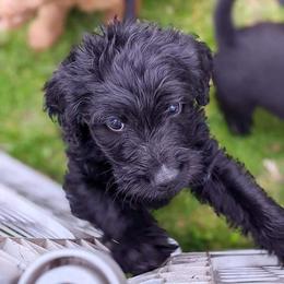Labradoodle Puppies from Deuce's Doodles