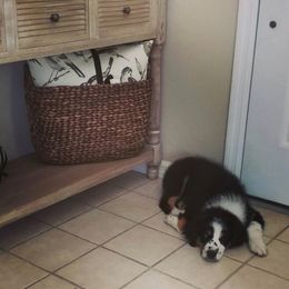 Miniature American Shepherd Puppies from Fruition Farms