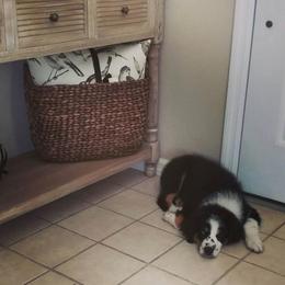 Miniature American Shepherd Puppies from Fruition Farms