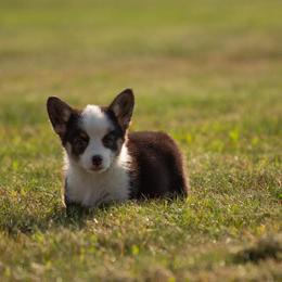 Pembroke Welsh Corgi Puppies from Edgewood Farm