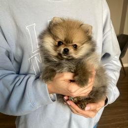 Titan - Orange sable male Pomeranian puppy in Citrus Heights, California from Yev and Marina's Pomeranians (AKC)