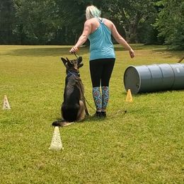German Shepherd All Grown Up from Rust N Dust Kennels