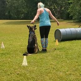 German Shepherd All Grown Up from Rust N Dust Kennels