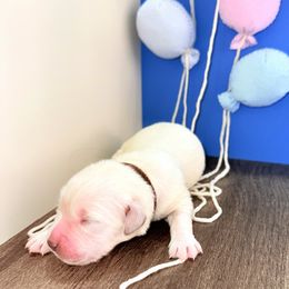 Golden Retriever Puppies from Top Gun Golden Retrievers