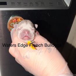 Andy - Liver male French Bulldog puppy in Strunk, Kentucky from Waters Edge French Bulldogs LLC