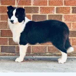 Harper - Black female Border Collie puppy in Dunn, North Carolina from Coylety Kennel