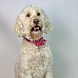 Milly - Australian Labradoodle