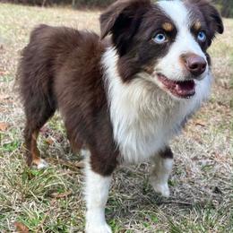 Java - Toy Australian Shepherd