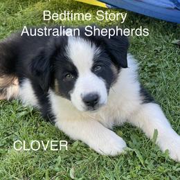 Australian Shepherd Puppies from Lil Klimuk's Australian Shepherds
