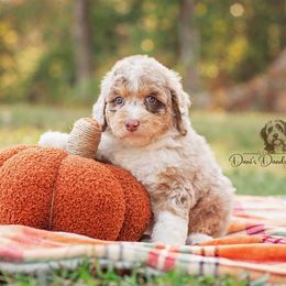 Dulce - Red merle male Aussiedoodle puppy in Roebuck, South Carolina from Dani's Dandy Doodles