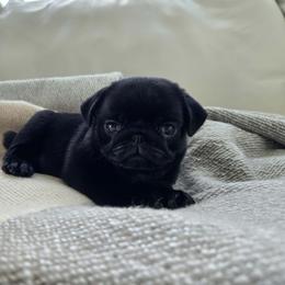 Girl 3 - Black female Pug puppy in Jacksonville, North Carolina from Coliseum de Cassiope