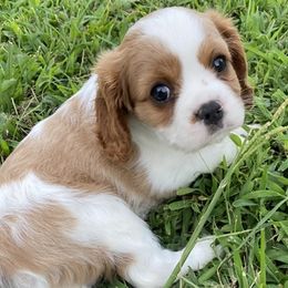 Cavalier King Charles Spaniels and English Springer Spaniels from Stratton Spaniels