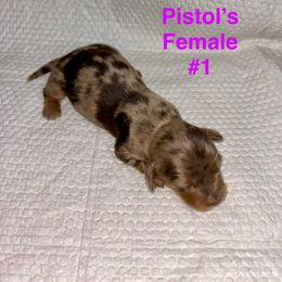 Pistol's Female 1 - Dapple female Dachshund puppy in Rattan, Oklahoma from Burgett’s Barnyard Dachshunds