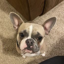 Veva - French Bulldog