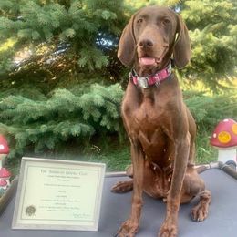 Weimaraners from Lara Wines' Weimaraners