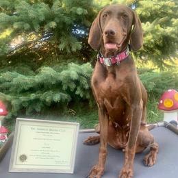 Weimaraners from Lara Wines' Weimaraners