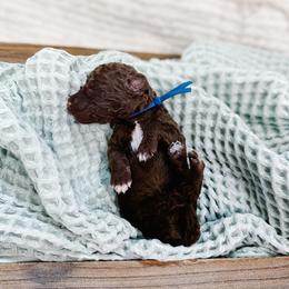 Vixon - Chocolate male Goldendoodle puppy in Montgomery, Texas from Dacus Doodles
