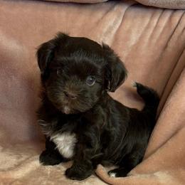 Hershey - Chocolate female Havanese puppy in Maryville, Missouri from Dreamworks Havanese