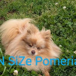 Toy Australian Shepherds from FuN SiZe Aussies/ AKC Pomeranians