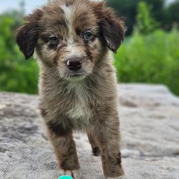 Scar - Red merle male Australian Shepherd puppy in Trout Run, Pennsylvania from Rose Valley Aussies