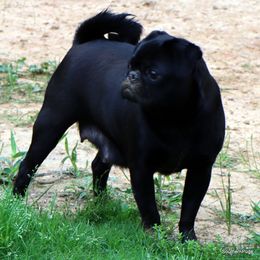 Ebony - Pug