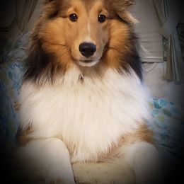 Shetland Sheepdog Puppies from Sheri Harris