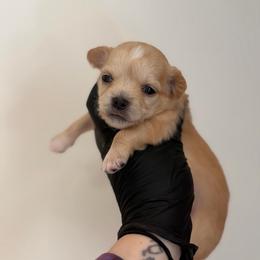 Paris - Cream and white female Chihuahua puppy in Knowlton Township, New Jersey from Augenblick Kennels