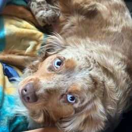 Aloney - Miniature Australian Shepherd