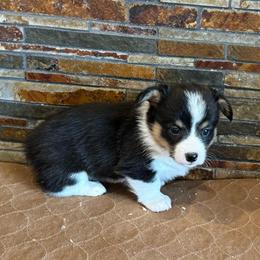 Girl 2 - Black and tan female American Corgi puppy in Visalia, California from VIP Stables