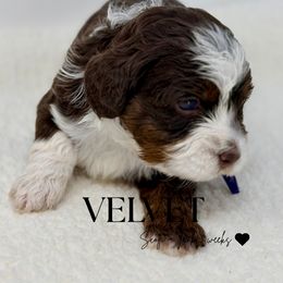 Velvet - Brown and white female Bernedoodle puppy in Syracuse, Utah from Redrockbernedoodles