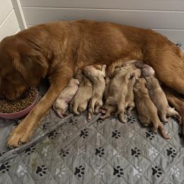Dewey - Golden male Golden Retriever puppy in Piedmont, South Carolina from The Farm at Saluda Ridge