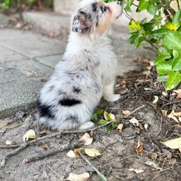 Cosmo - Blue merle male Australian Shepherd puppy in Athens, Texas from Ricochet Corgis