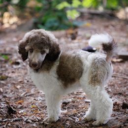 Poodle Puppies from Mystic Moon Poodles