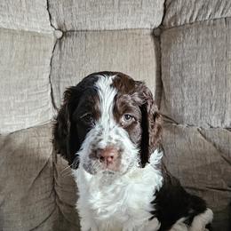 Girl 1 - Liver and white female English Springer Spaniel puppy in Newville, Pennsylvania from Davis English Springer Spaniels