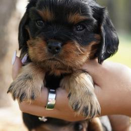 Stark - Black and tan male Cavalier King Charles Spaniel puppy in Lula, Georgia from Cavaliers by Crumley