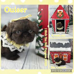 Ouiser - Liver and white female Shih Tzu puppy in Beatrice, Nebraska from I Shih Tzu Not Puppies