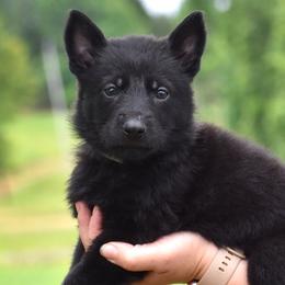 White Collar Boy - Black male German Shepherd puppy in Oxford, Arkansas from Atlas Shepherds
