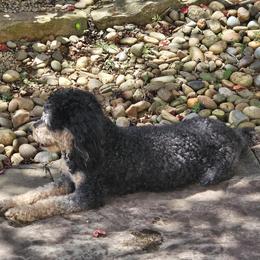 Ruby - Bernedoodle