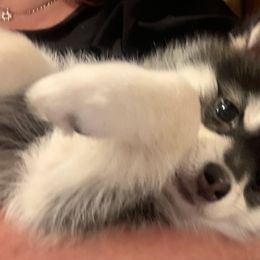 Pomsky Puppies from My Half Pint Pups