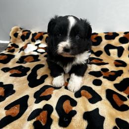 Gigi - Black tri female Miniature Australian Shepherd puppy in Lakeport, California from Akins Aussies/Wild Rose Ranch